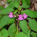 Impatiens chekiangensis Y. L. Chen resmi