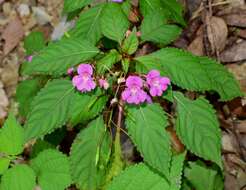 Impatiens chekiangensis Y. L. Chen resmi