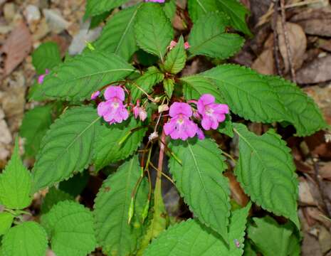 Image of Impatiens chekiangensis Y. L. Chen