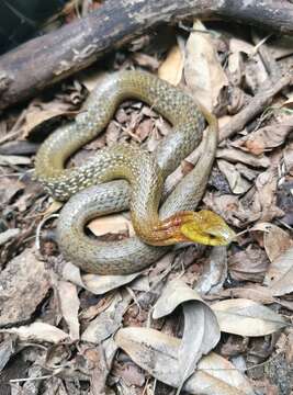 Image of Leonard's Keelback