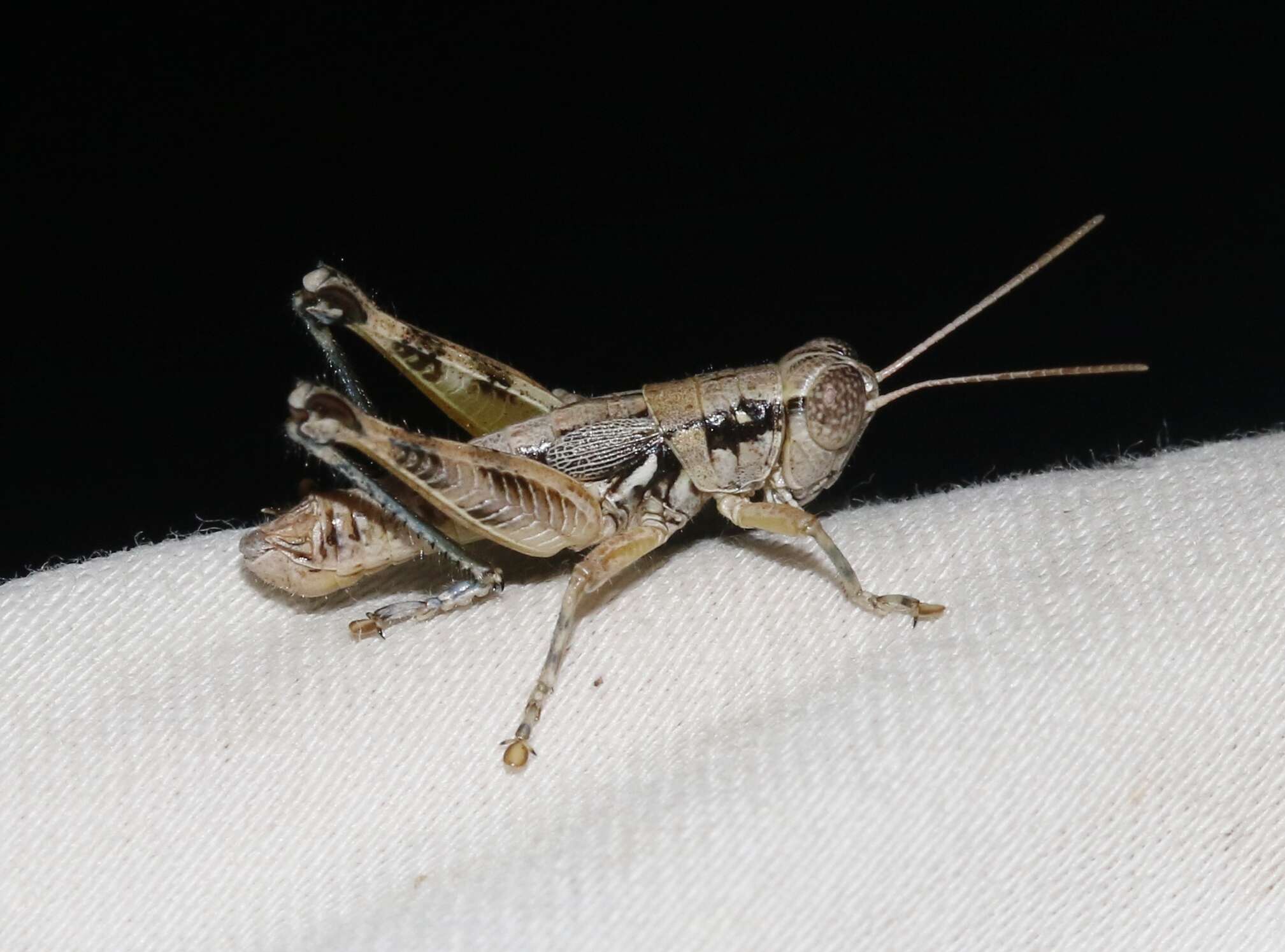 Image of Arid Lands Spur-Throat Grasshopper