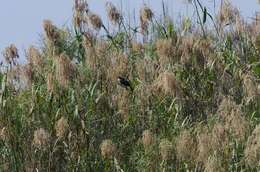 Image of Arrow-marked Babbler