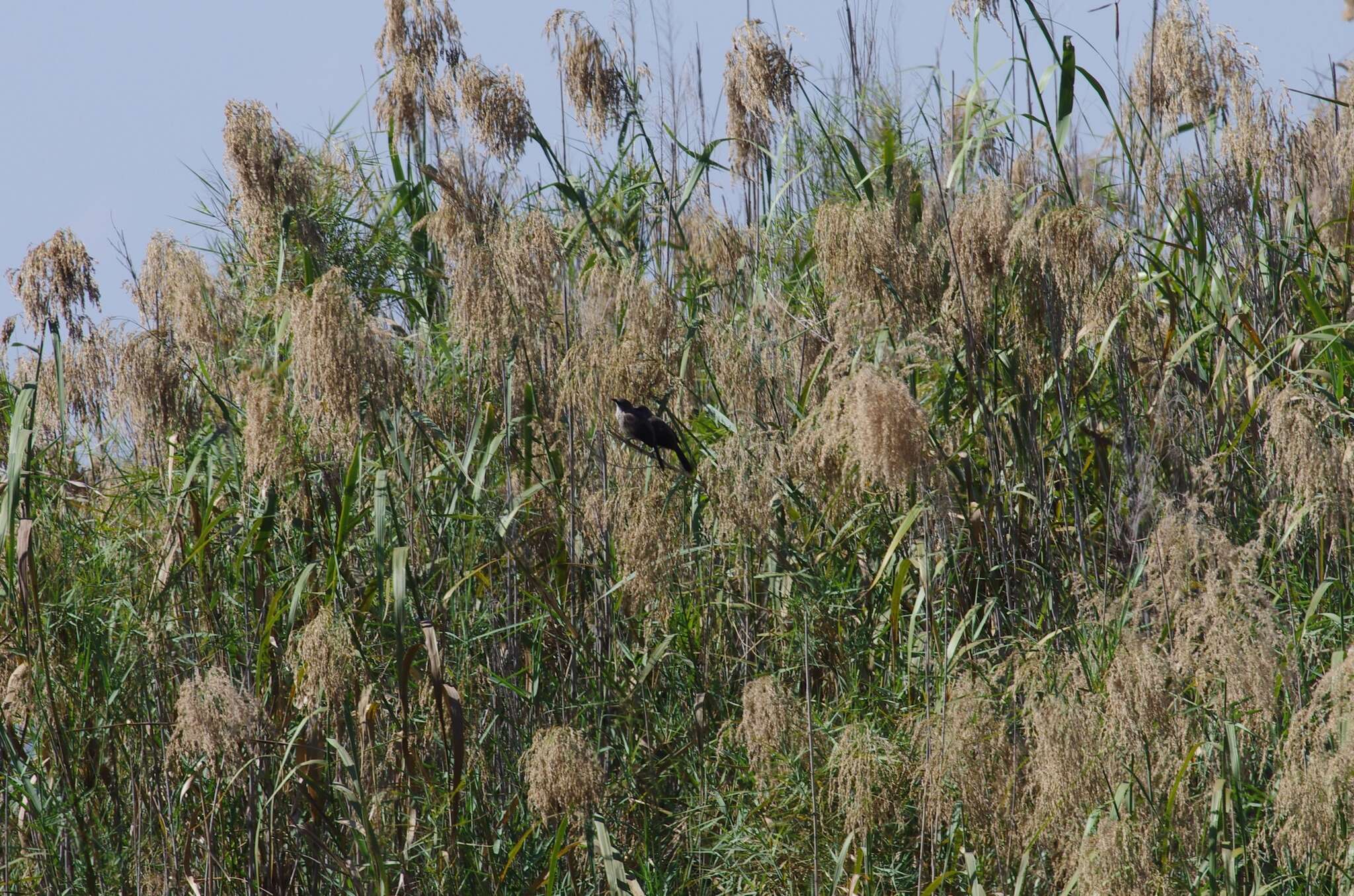 Image of Arrow-marked Babbler