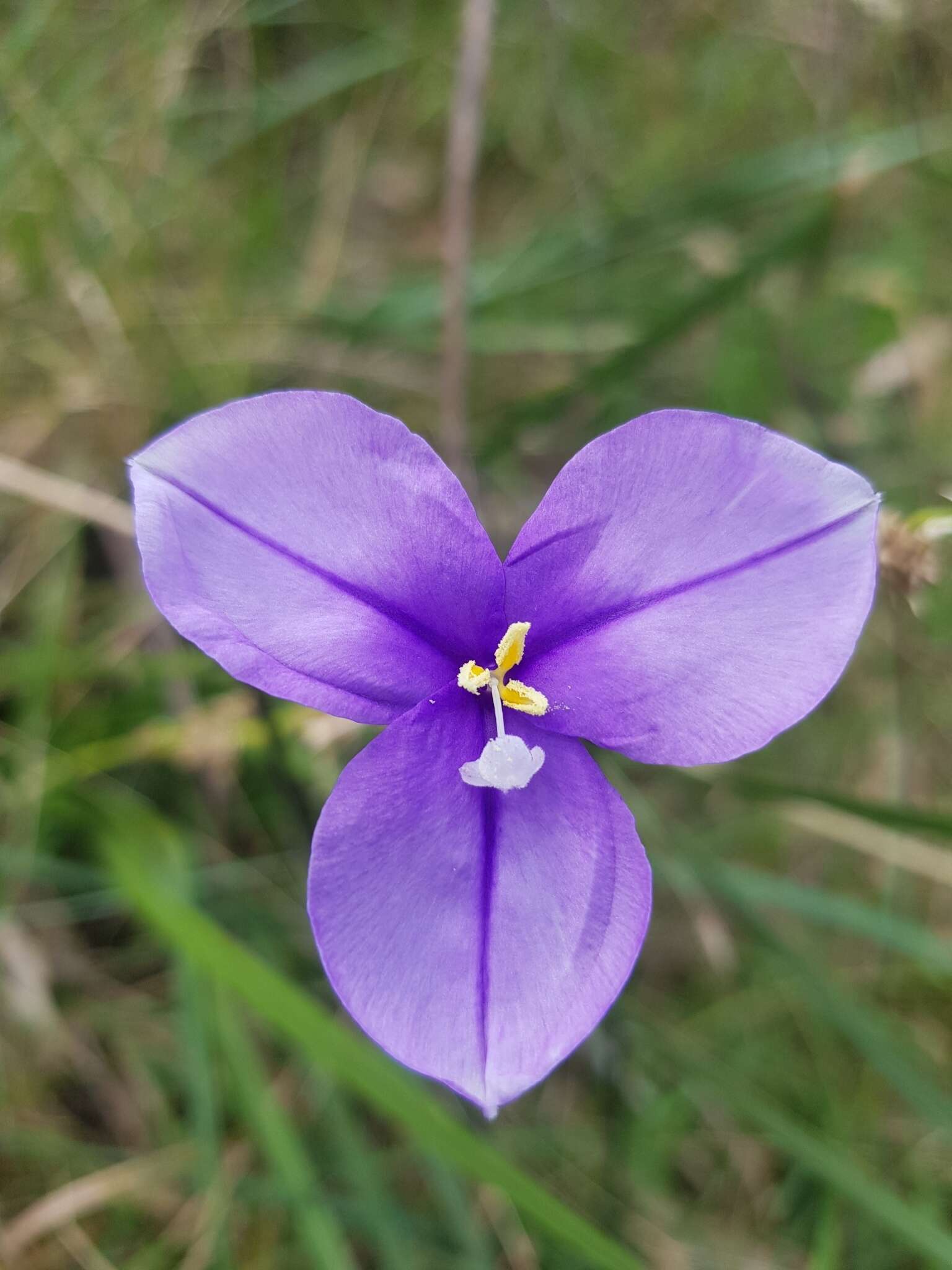 Image of Patersonia occidentalis var. occidentalis