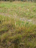 Image of Grass