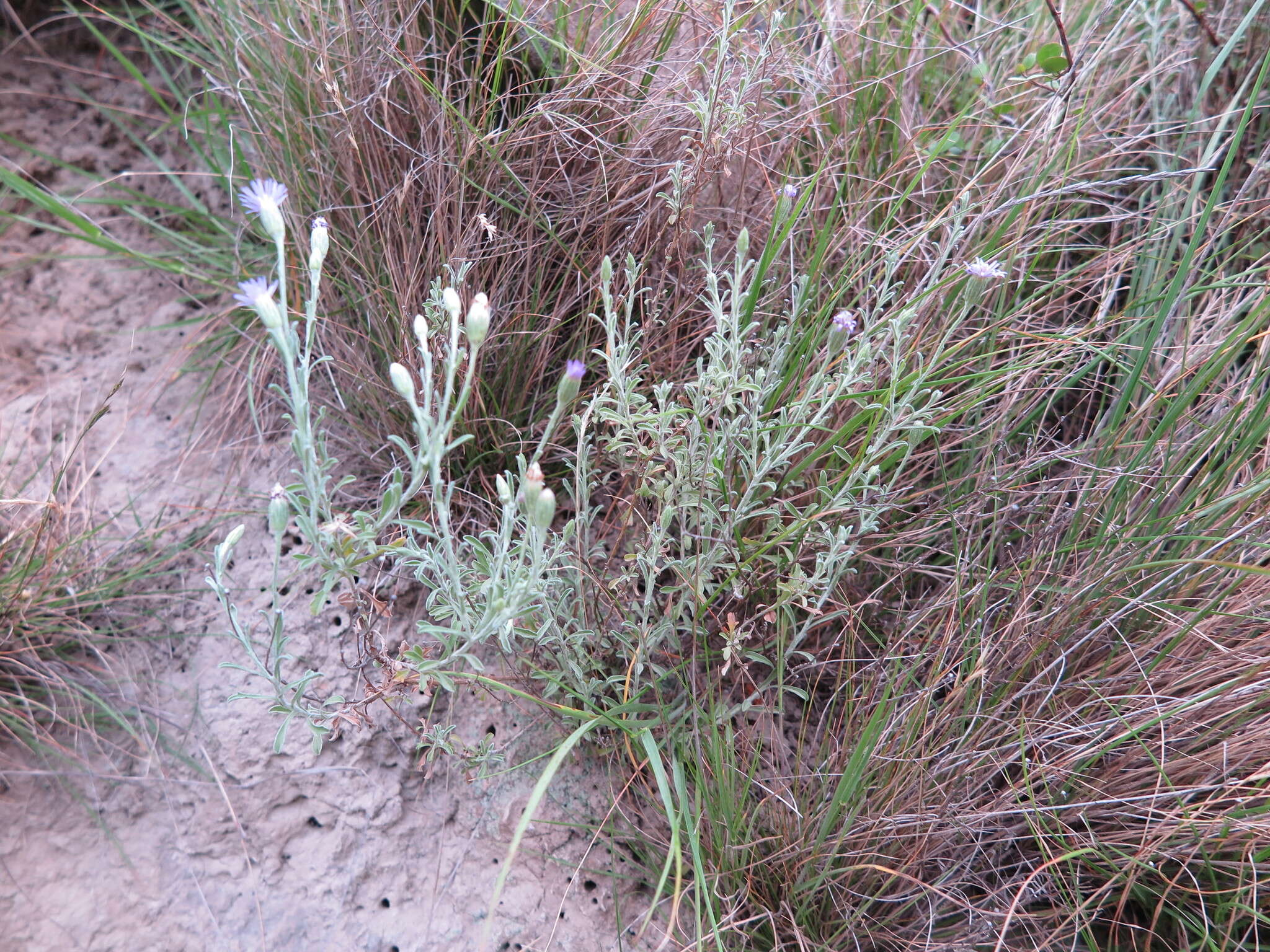 Imagem de Vittadinia gracilis (Hook. fil.) N. T. Burb.