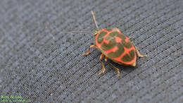 Image de <i>Poecilocoris lewisi</i>