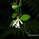 Ligustrum morrisonense Kaneh. & Sasaki resmi