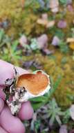 Image of arctic kidney lichen