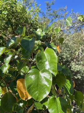 Слика од Jatropha vernicosa Brandegee