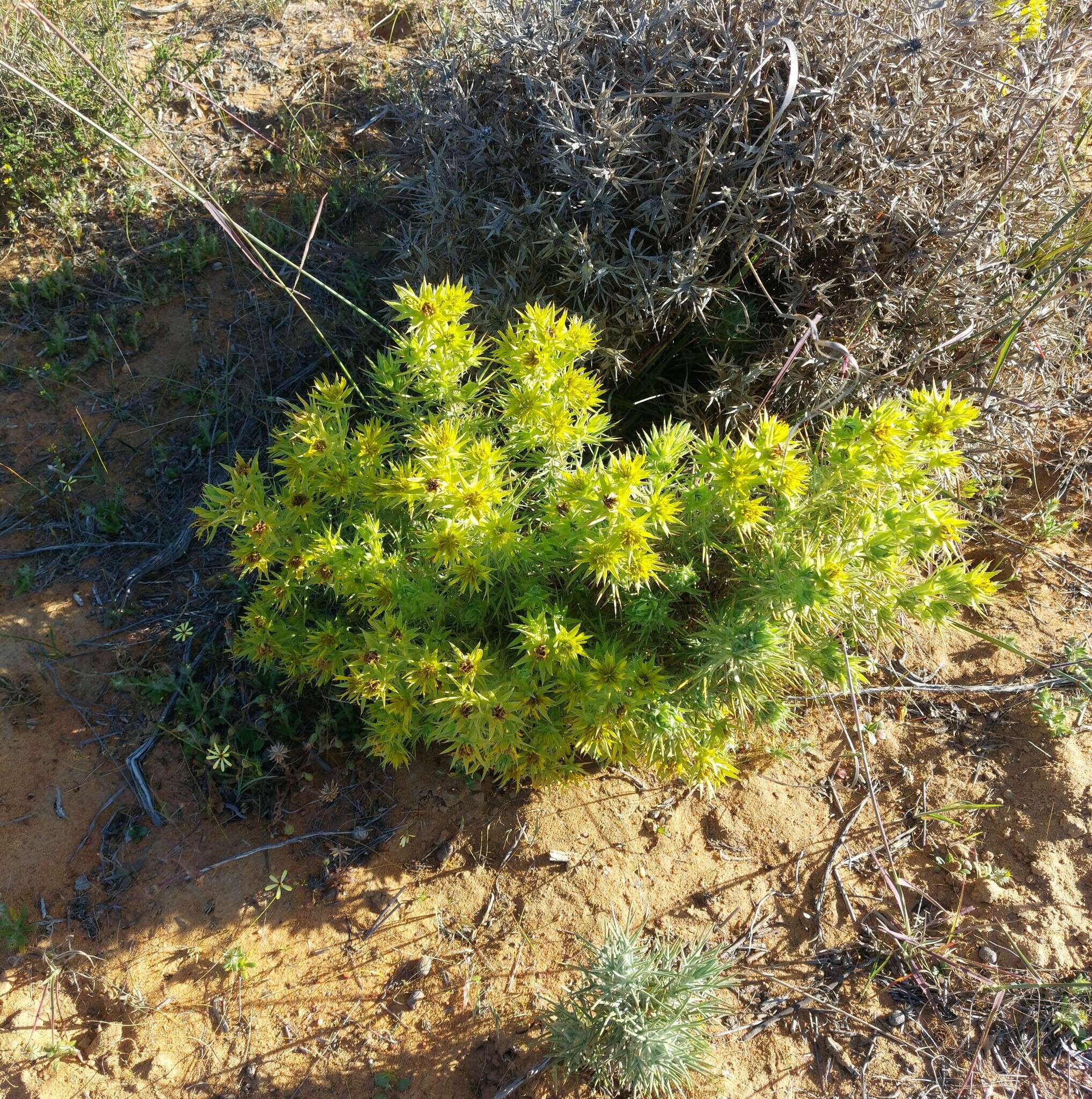 Image of Heterorhachis aculeata (Burm. fil.) Rössl.