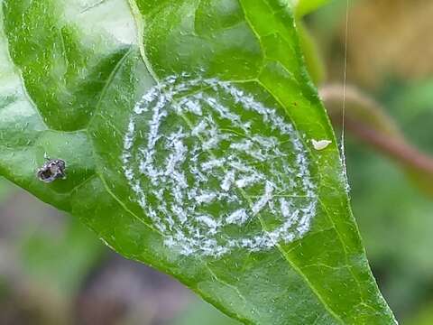 Image of Whitefly