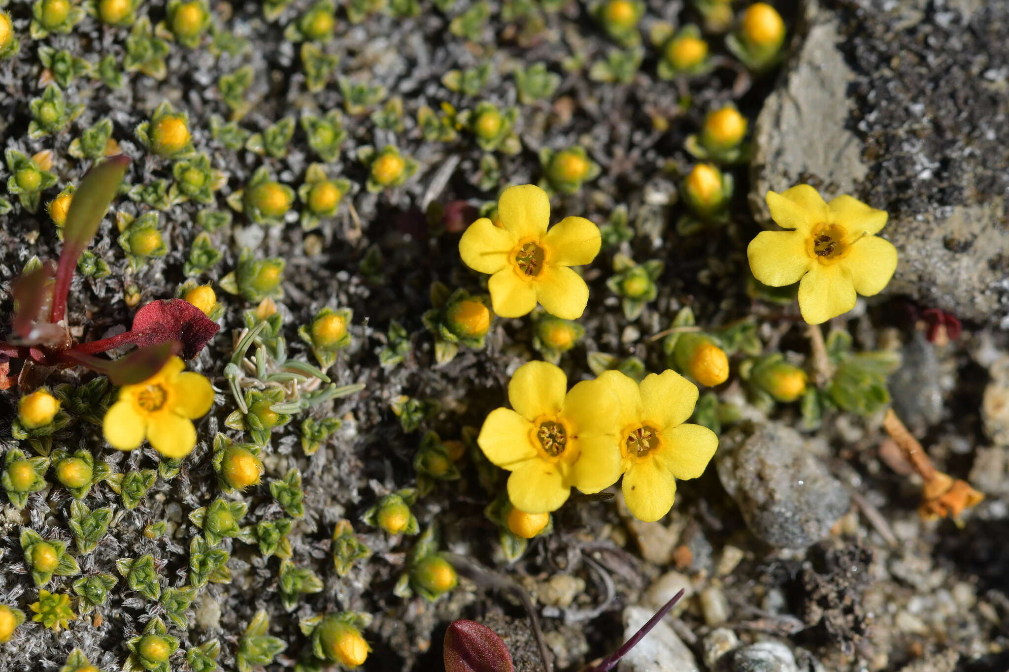 Imagem de Myosotis uniflora Hook. fil.