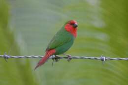 Image of Red-throated Parrot-Finch