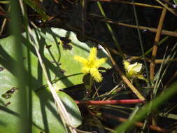 Image of Nymphoides thunbergiana (Griseb.) Kuntze