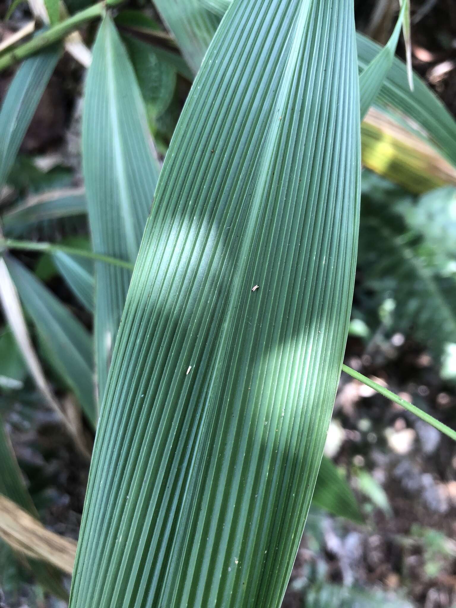 Image of bigleaf bristlegrass