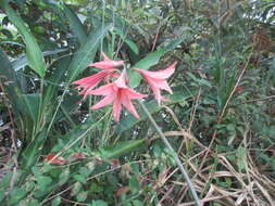 Слика од Hippeastrum stylosum Herb.