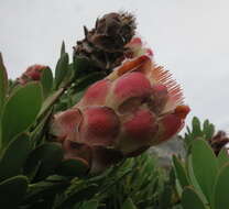 Image of Protea venusta Compton