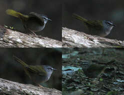 Image of White-rimmed Warbler