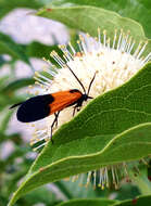 Image of Black-and-yellow Lichen Moth