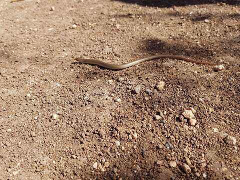 صورة Chalcides guentheri Boulenger 1887