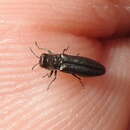 Image of Agrilus paracelti Knull 1972