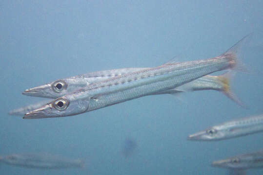 Image of Yellowtail barracuda