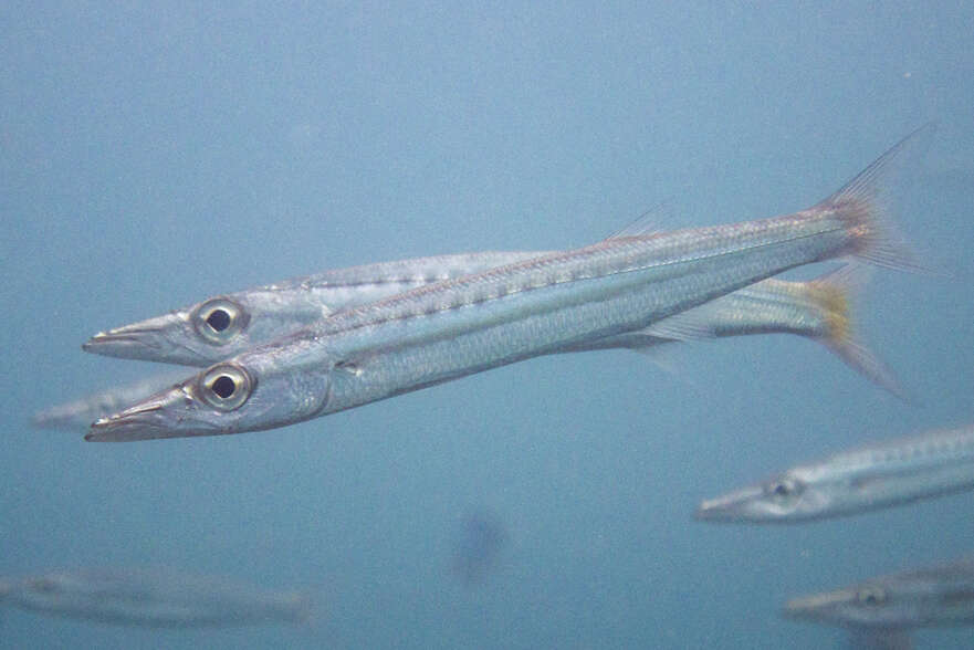 Image of Yellowtail barracuda