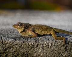 Image of Bronze Anole