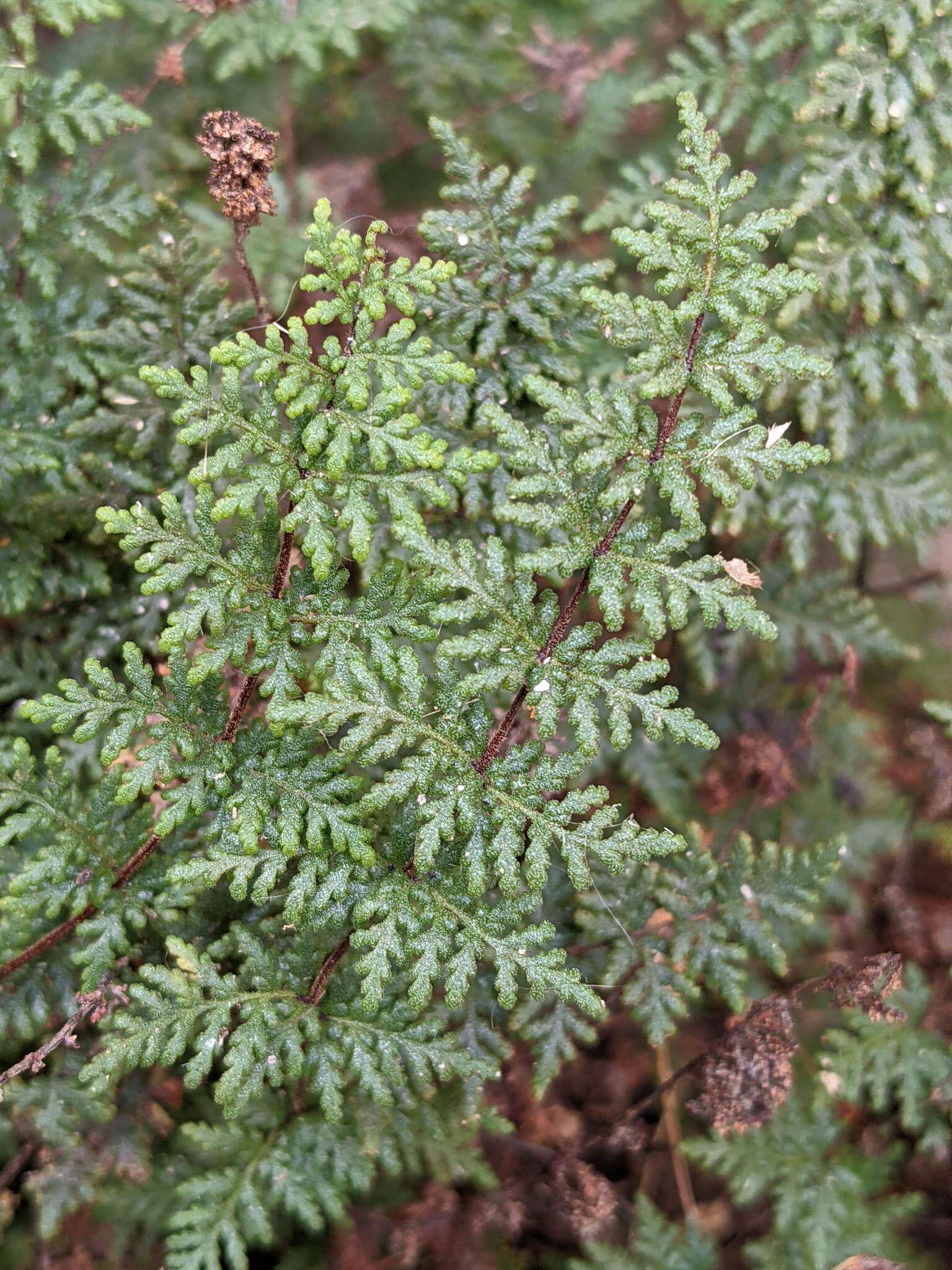 Image of viscid lipfern