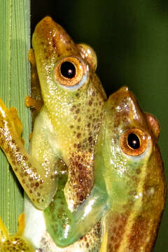 Image of Hyperolius nasicus Laurent 1943