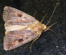 Diarsia brunnea Schiffermüller 1775的图像