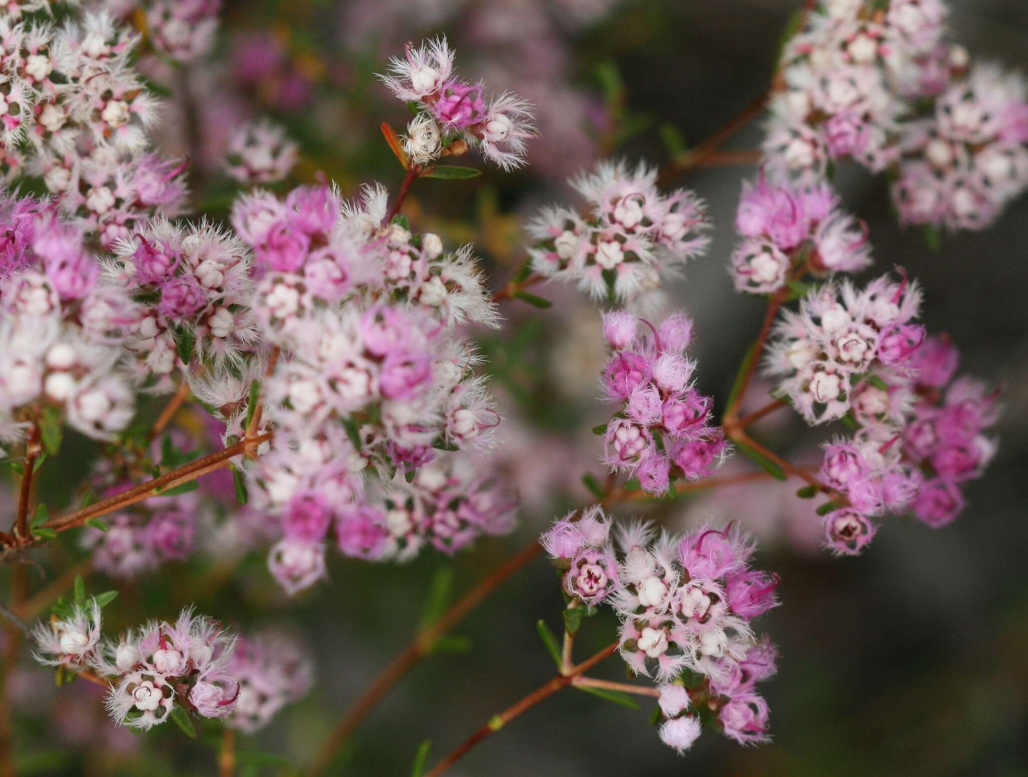 Verticordia densiflora Lindl. resmi