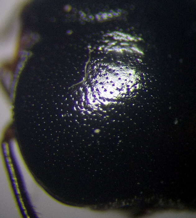 Image of <i>Coptosoma mucronatum</i> Seidenstucker 1963