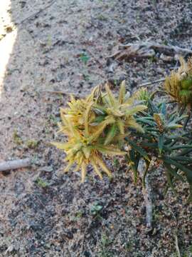 Image of Phylica plumosa var. plumosa