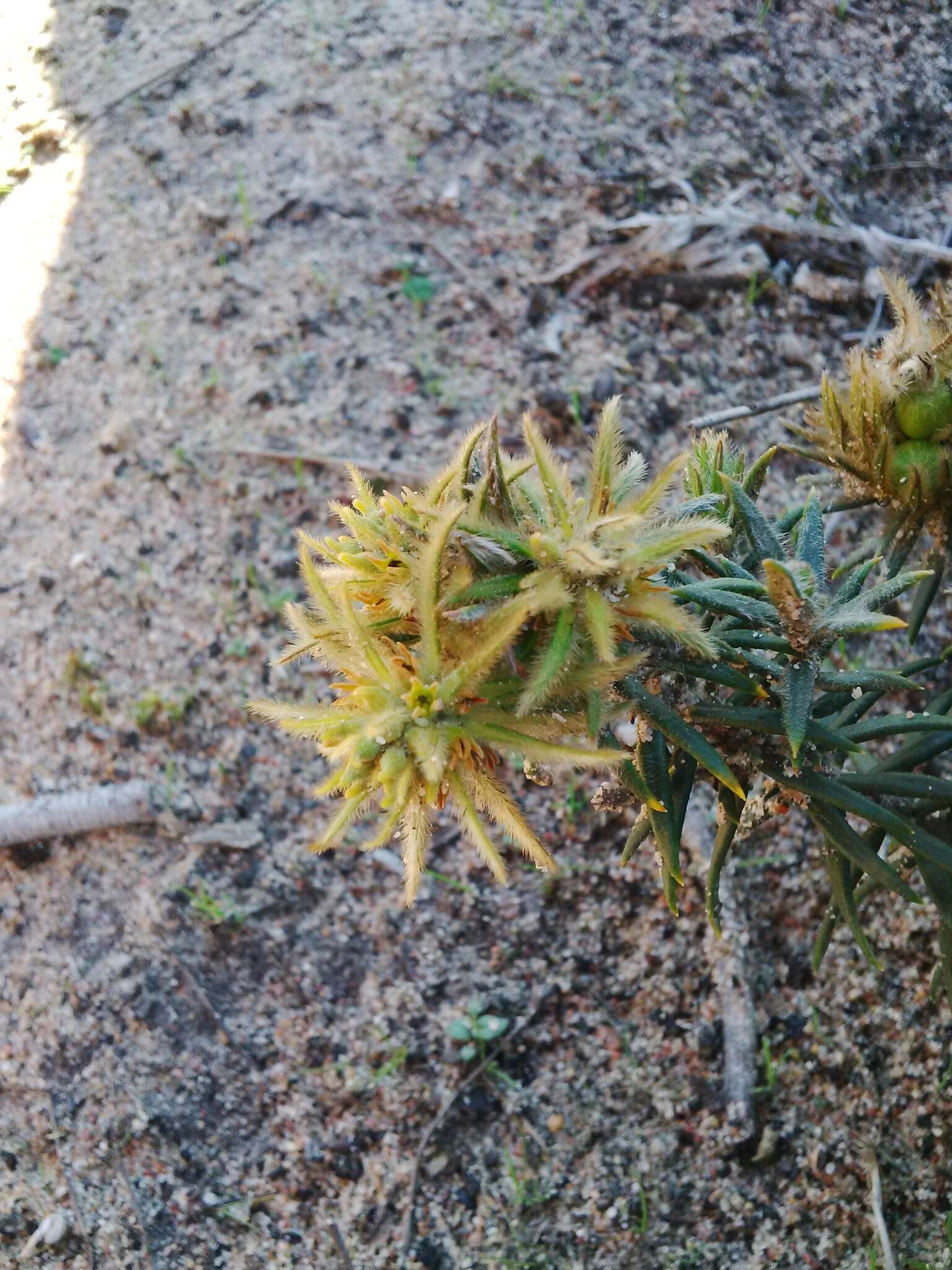 Image of Phylica plumosa var. plumosa