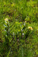 Image of Pachycarpus acidostelma M. Glen & Nicholas