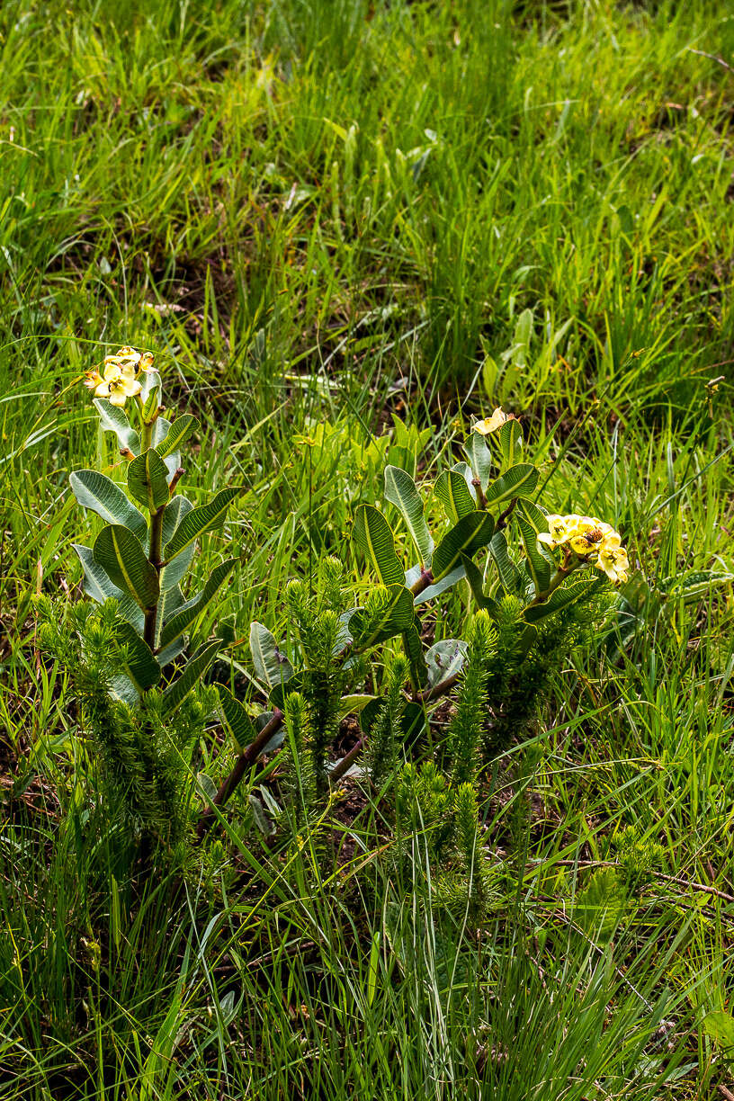 Image of Pachycarpus acidostelma M. Glen & Nicholas