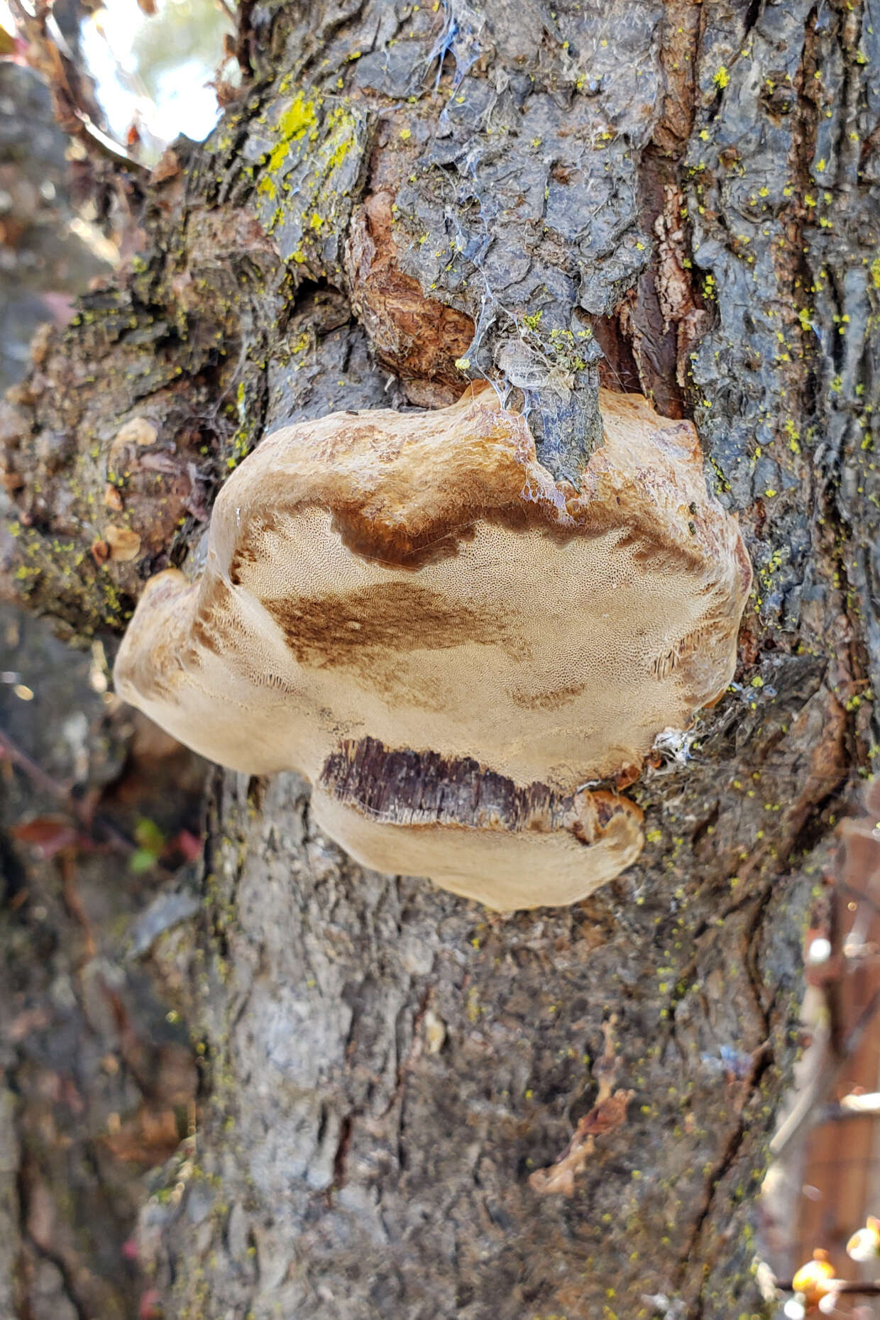 Image of Phellinus pomaceoides L. W. Zhou & Y. C. Dai 2016