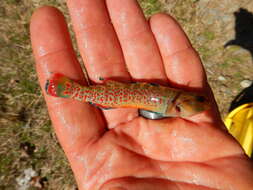 Image of Redfin Darter