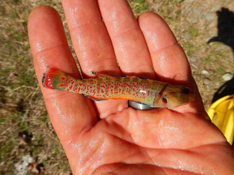 صورة Etheostoma whipplei (Girard 1859)