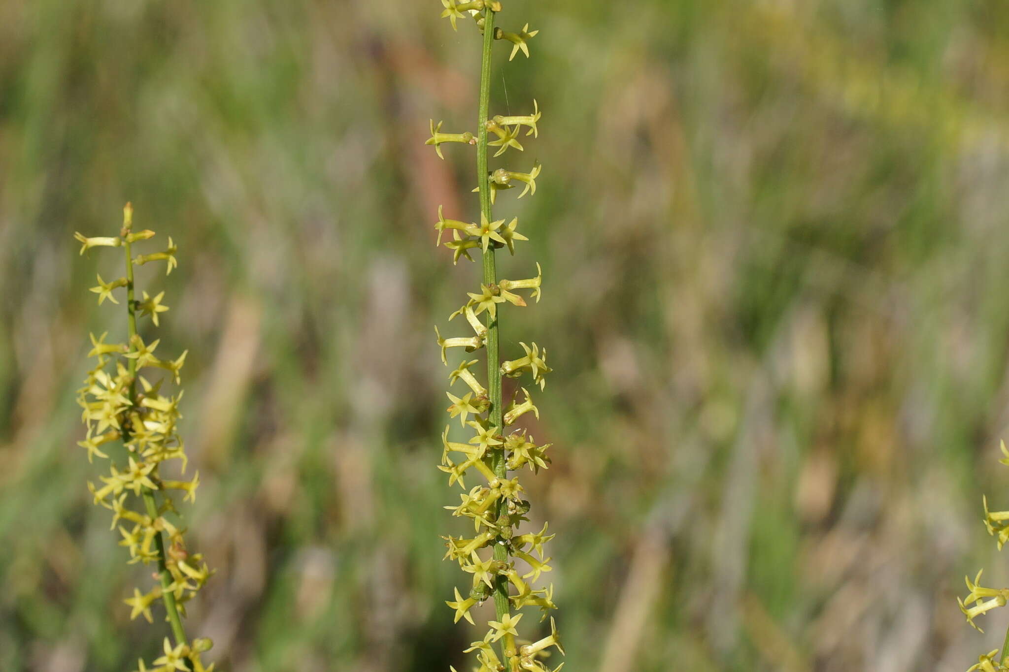 Image of Stackhousia viminea Sm.