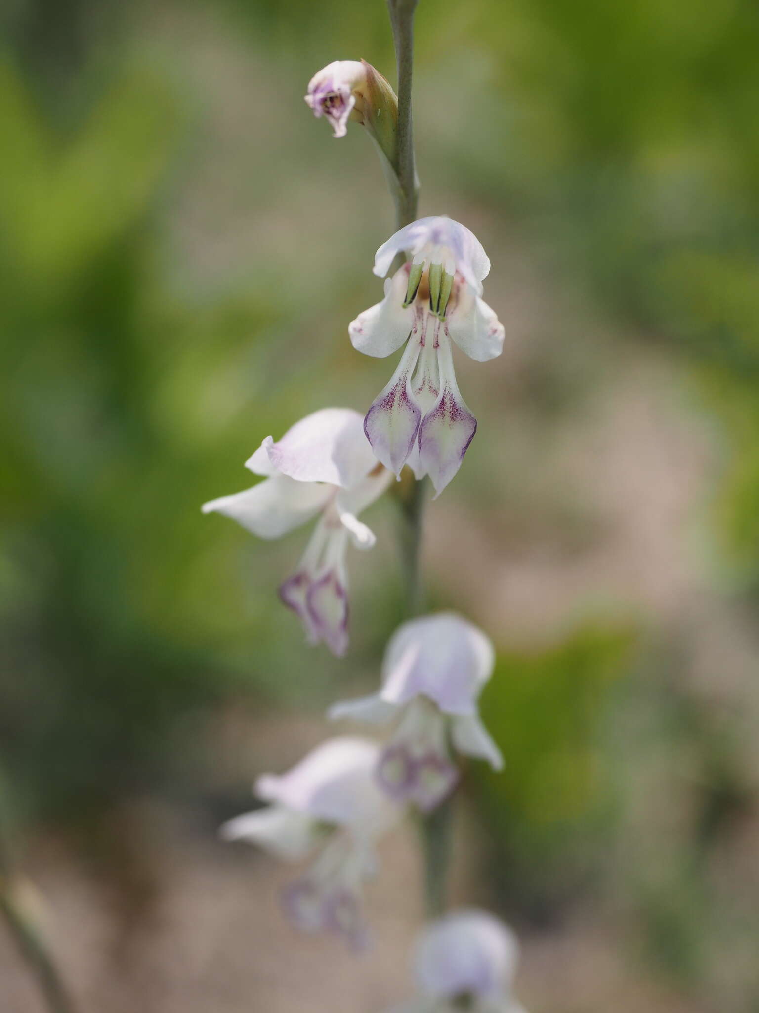 Gladiolus unguiculatus Baker的圖片