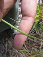 Image of Southern lady's tresses