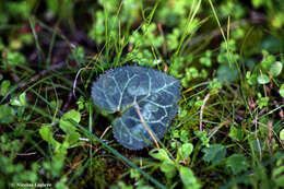 Image of Cyclamen graecum subsp. graecum