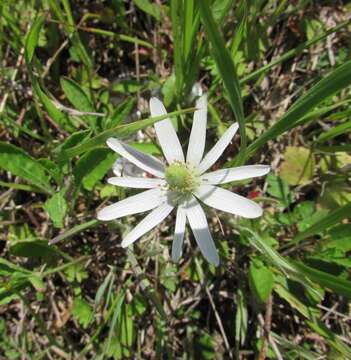 Anemone berlandieri Pritz. resmi