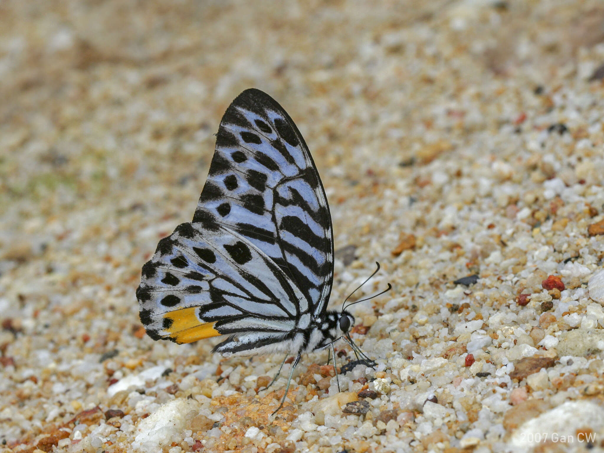 Image of Graphium delesserti (Guérin-Méneville 1839)