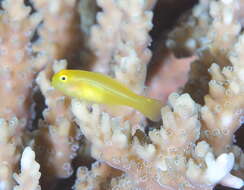 Image of Yellow clown goby