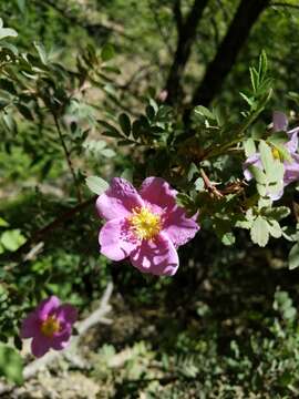 Sivun Rosa woodsii var. arizonica (Rydb.) W. H. Lewis kuva