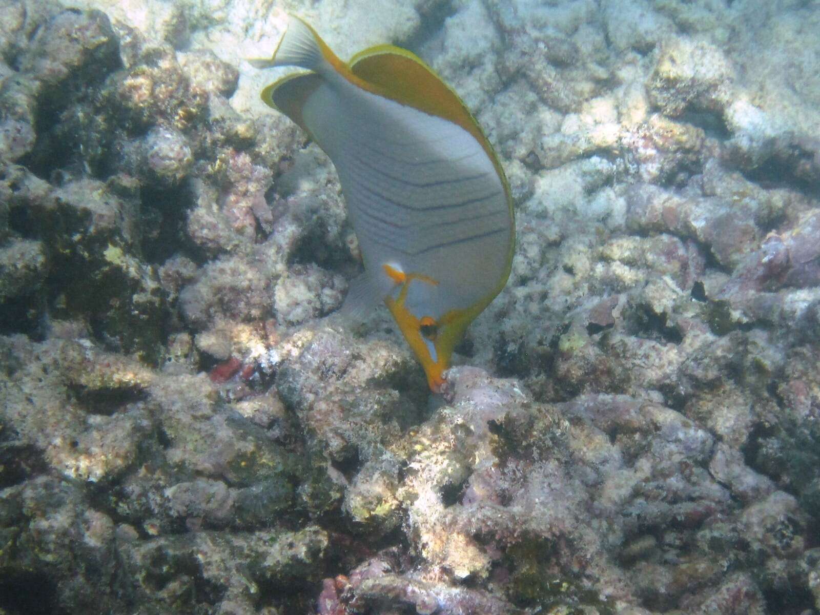 Image of Goldheaded Butterflyfish
